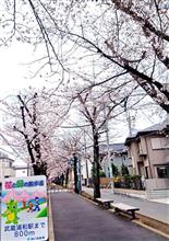 花と緑の散歩道の桜が満開ですね～♪