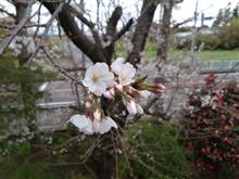 ｻｲｰﾀﾏの桜 2025/3/31