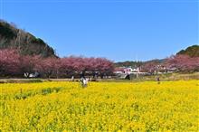 東大山河津さくらまつりと佐鳴湖　2025.03.09