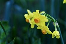 春花一番