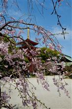 桜咲く