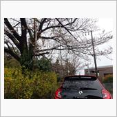 新年度の定点観察
