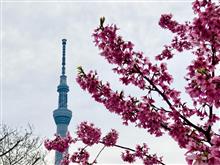 お江戸の桜を見に・・・2025