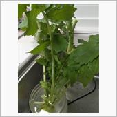 家庭菜園の大根がそろそろ終わ ...