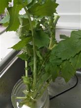 家庭菜園の大根がそろそろ終わり☺️4/2（水曜日）