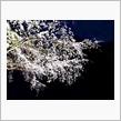 🌸春の花園巡りNo.2『しだれ桜編 そのニ』🌸