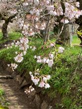 徳佐しだれ桜