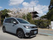 斑鳩（いかるが）の桜　再訪