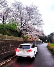 開花宣言