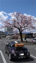 今年の桜ウォッチング行脚はこのスタイルから😊まずは早咲き枝垂れより👍
