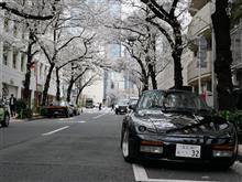 ＧＷ登場・都内のソメイヨシノは ～ Weekday Drive ！