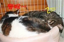 タイヤ交換と新しい冷蔵庫・・・・・的なお話し