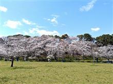 桜を見る