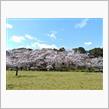 桜を見る