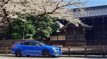 朝ドラ東京桜偵察２０２５