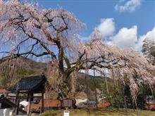西日本最大級だって・・・新温泉町 泰雲寺の『しだれ桜』。