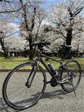 境川🌸ライド