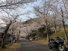 お花見🌸ツーリング🏍️💨