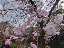 三嶋大社　桜見物