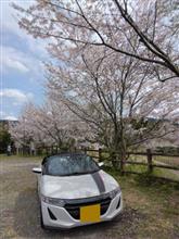 予想外の桜が残ってての代行ドライブ