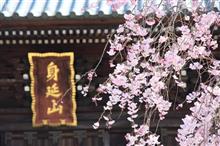 身延山久遠寺とその周辺の桜