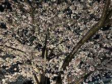 4/5 夜桜　豊川市桜🌸トンネル