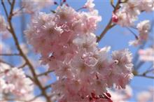 2025桜巡り♪