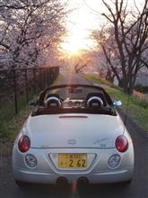 さくら満喫ドライブ
