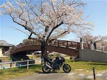 今年は手近な場所でお花見🌸