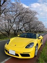 愛車と桜🌸のコラボ