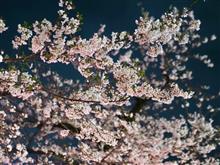 🌸春の花園巡りNo.3『都内夜桜編 その一』🌸