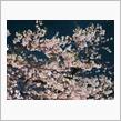 🌸春の花園巡りNo.3『都内夜桜編 その一』🌸