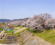 今年も「桜とおっさん」の季節に（笑
