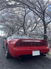 京都の🌸桜満開
