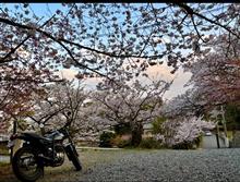 自宅-実家-さくら茶屋-自宅