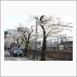 上野へ桜見に