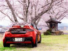 桜めぐり