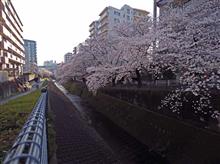 cherry blossom 2025