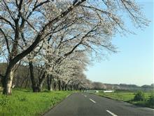 NSXでおひとり様ドライブスルーお花見ィ（桜編）
