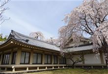 醍醐寺でお花見しました！　（霊宝館エリア）