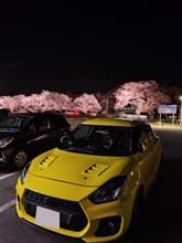 こだま千本桜のライトアップ見学