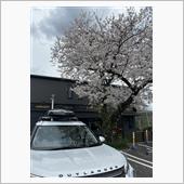 アウトランダーと桜