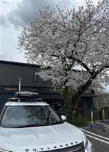 アウトランダーと桜