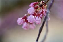 2025　桜🌸開花状況下見 その1