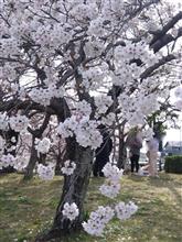 お花見してきました🌸4/7(月曜日)