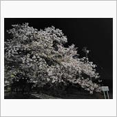 寄り道の花見。