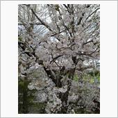 ｻｲｰﾀﾏの桜 2025/4 ...