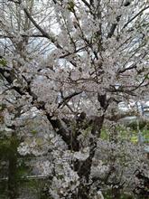 ｻｲｰﾀﾏの桜 2025/4/7
