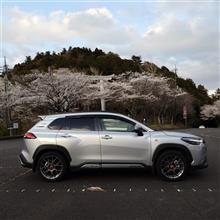 愛宕山の桜を見に