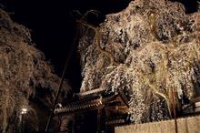 ライトアップされた清雲寺のしだれ桜